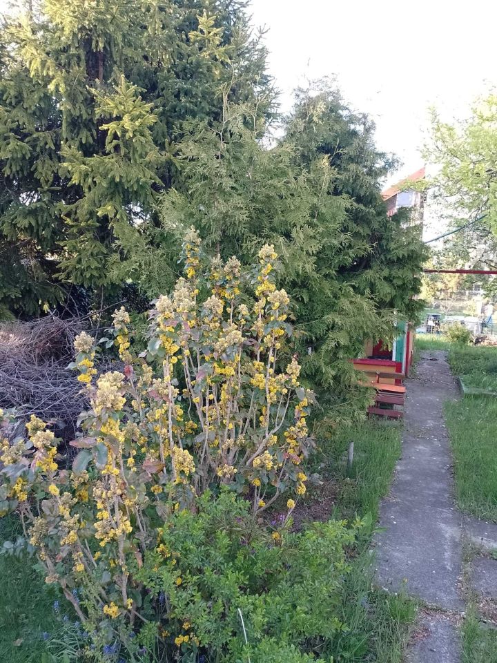 Działka rod Tczew, ul. Targowa. Zdjęcie 6