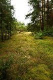 Działka leśna Turna Duża. Zdjęcie 4