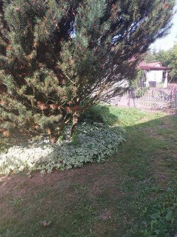 Działka rod Grójec, ul. Graniczna. Zdjęcie 28