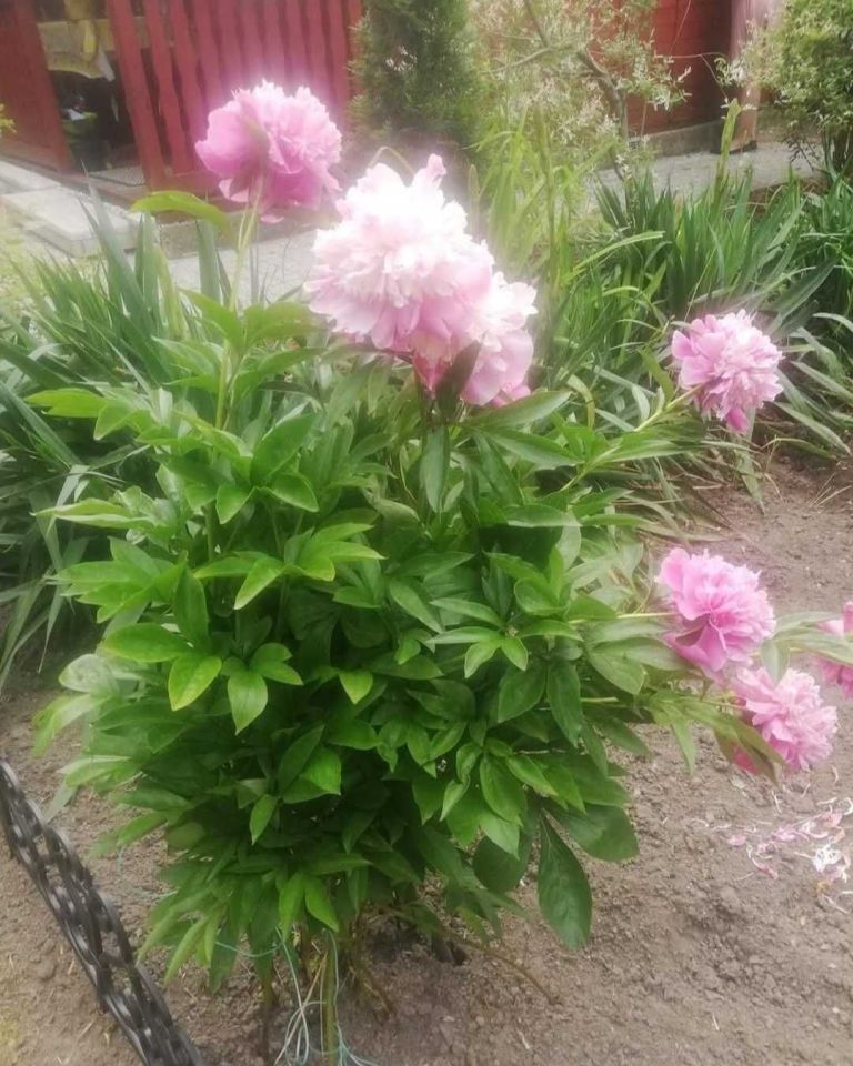 Działka rod Katowice Bogucice. Zdjęcie 5