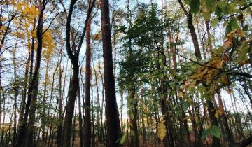 Działka leśna Bierzewice