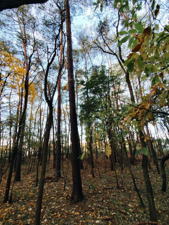 Działka leśna Bierzewice. Zdjęcie 2