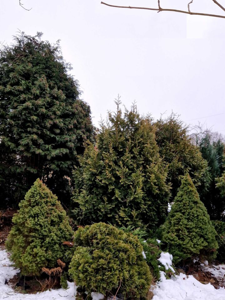 Działka rod Mysłowice, ul. 3 Maja. Zdjęcie 3