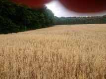 Działka inna Gąsiorowice, ul. Wolności. Zdjęcie 1