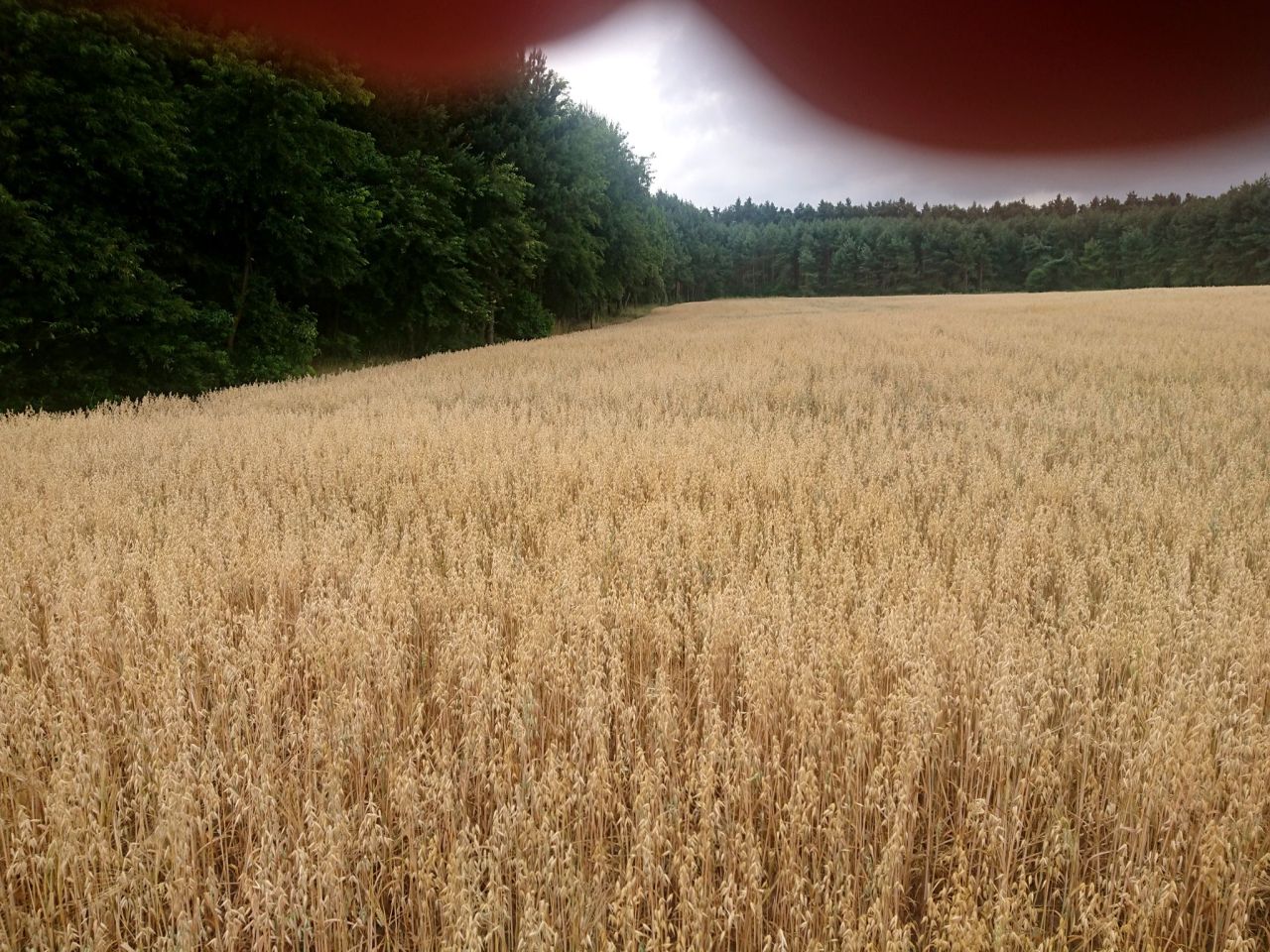 Działka inna Gąsiorowice, ul. Wolności. Zdjęcie 2