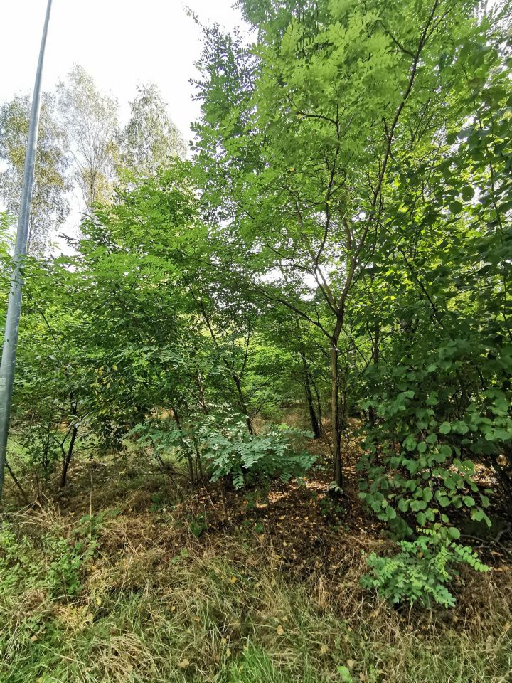 Działka rolno-budowlana Radzibórz, ul. Brzozowa