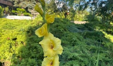 Działka rod Warszawa Bielany