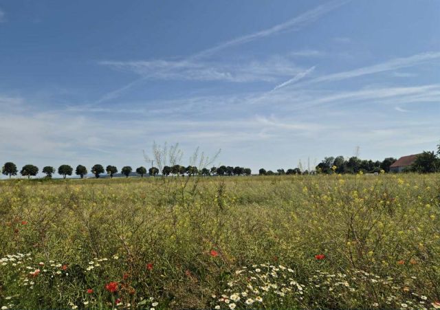 Działka budowlana Gościsław. Zdjęcie 1