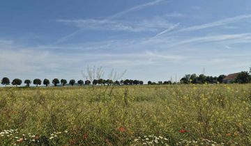 Działka budowlana Gościsław