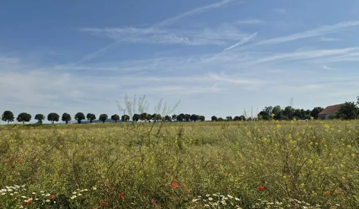 Działka budowlana Gościsław