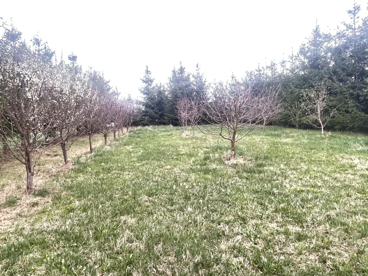 Działka budowlana Całowanie. Zdjęcie 8