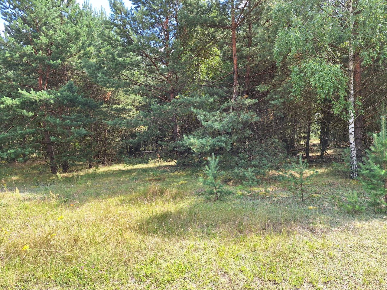 Działka siedliskowa Sieraków. Zdjęcie 1