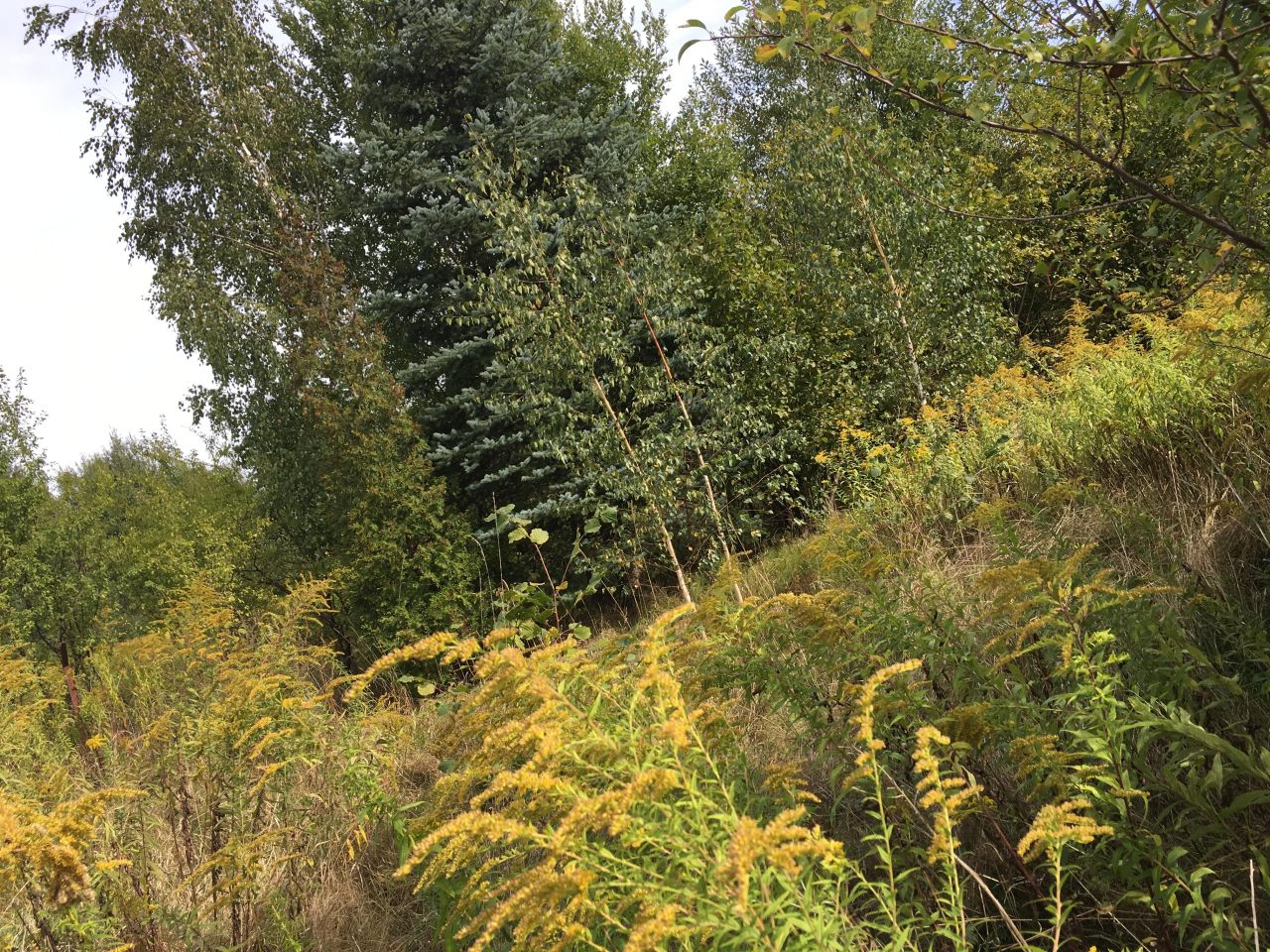 Działka budowlana Gołków Gołków-Cegielnia, ul. Gołkowska. Zdjęcie 10