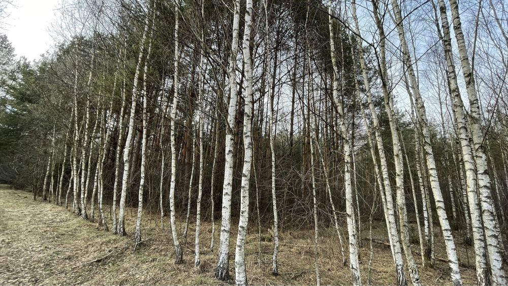 Działka Dubicze Cerkiewne. Zdjęcie 2