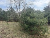 Działka budowlana Apolonia, ul. Słoneczna. Zdjęcie 2