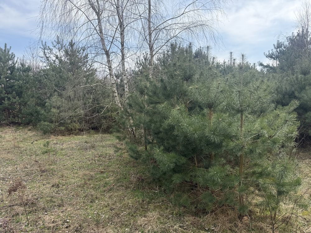 Działka budowlana Apolonia, ul. Słoneczna. Zdjęcie 3