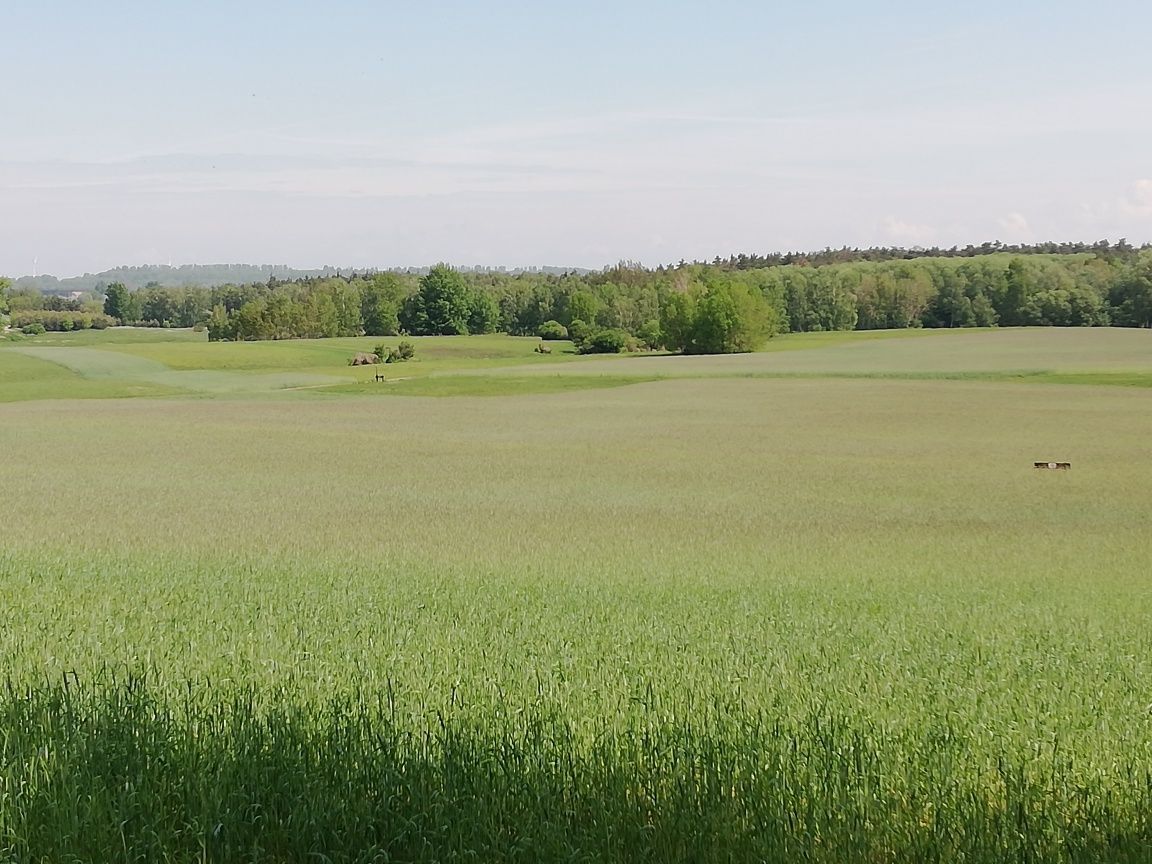 Działka siedliskowa Głodowo. Zdjęcie 4