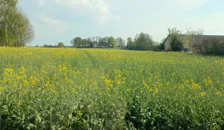 Działka budowlana Zofiówka