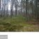 Działka leśna Bartniki, ul. Spokojna. Zdjęcie 9
