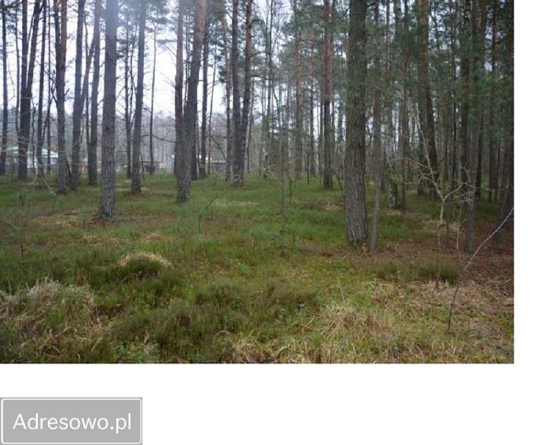 Działka leśna Bartniki, ul. Spokojna. Zdjęcie 9