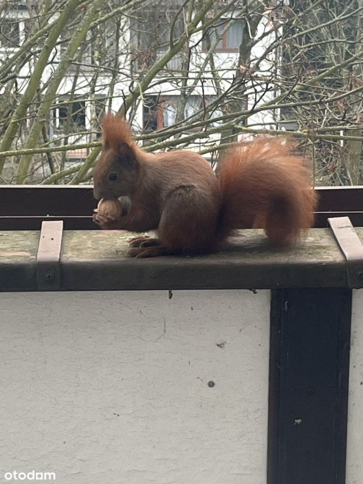 Mieszkanie 6-pokojowe Gorzów Wielkopolski Górczyn, ul. kard. Stefana Wyszyńskiego. Zdjęcie 15