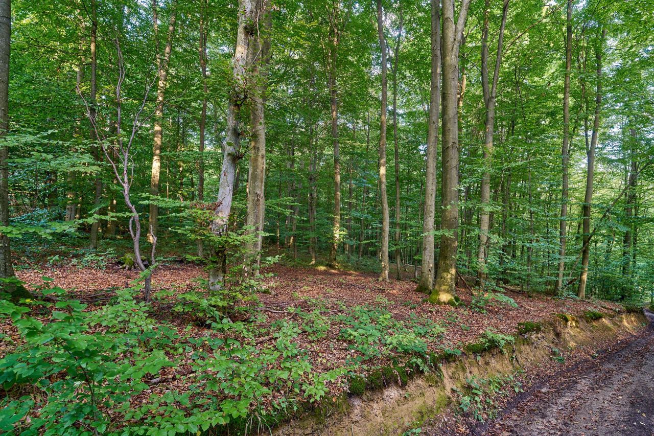 Działka leśna Humniska Jakla Duża. Zdjęcie 7