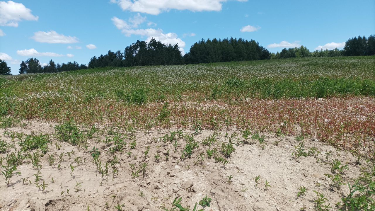 Działka rolno-budowlana Wolica-Kolonia. Zdjęcie 8