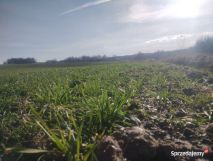 Działka rolna Prawęcin. Zdjęcie 3