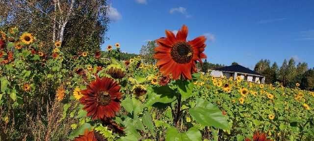 Działka budowlana Nowa Dębowa Wola. Zdjęcie 5