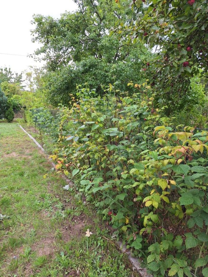 Działka rod Zielona Góra Jędrzychów, ul. Zbożowa. Zdjęcie 2