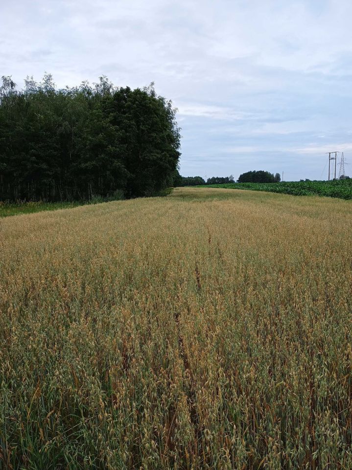 Działka rolno-budowlana Rychwał. Zdjęcie 7