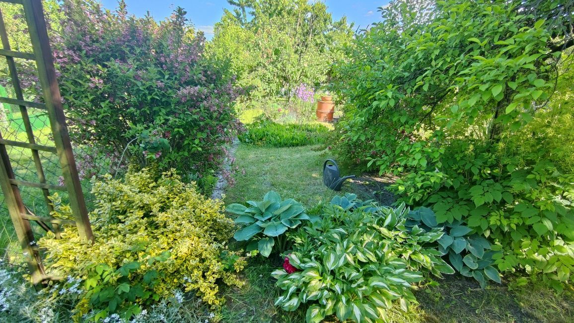 Działka rod Brzeg. Zdjęcie 6