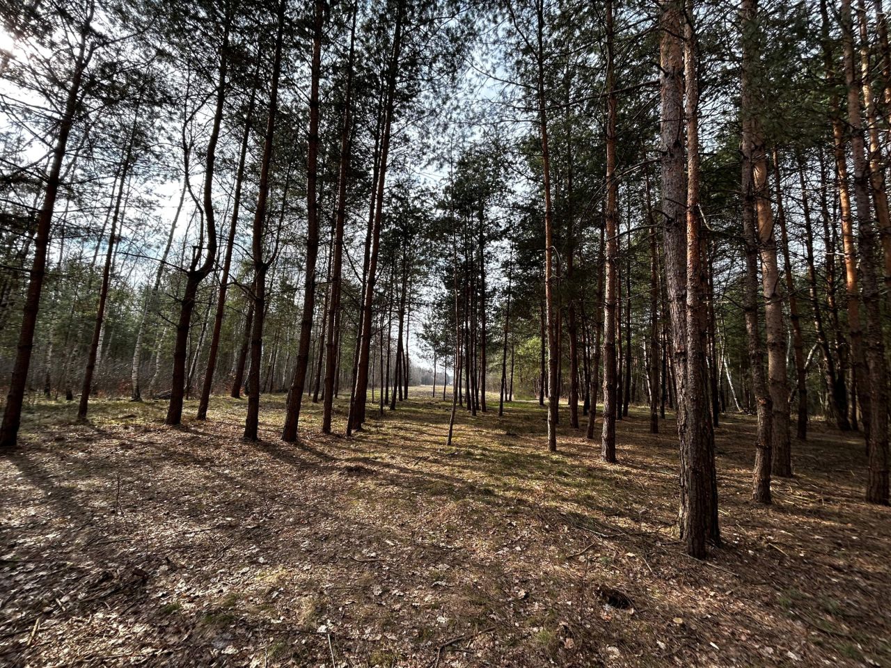 Działka rolno-budowlana Rydzów. Zdjęcie 6