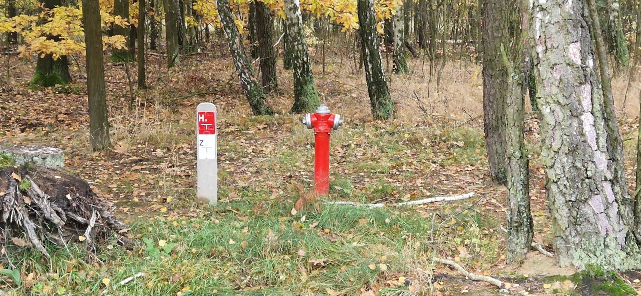 Działka leśna Budy-Grzybek. Zdjęcie 4