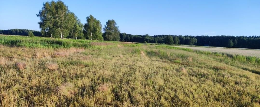 Działka rolna Kuźniczysko, Brak. Zdjęcie 5