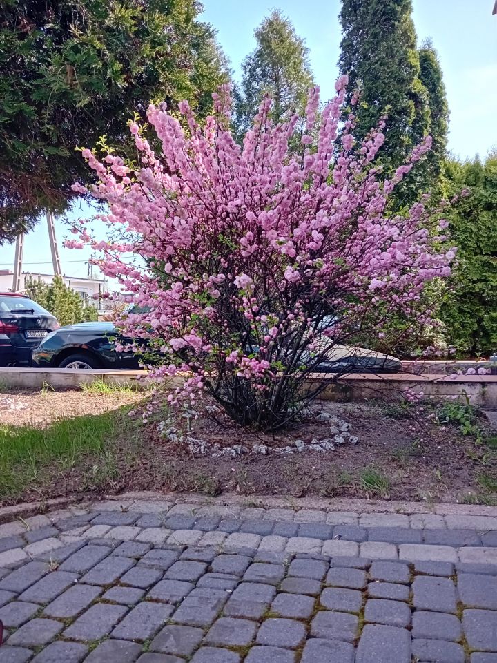 inny, 6 pokoi Dolna Grupa, ul. Bukowa. Zdjęcie 9