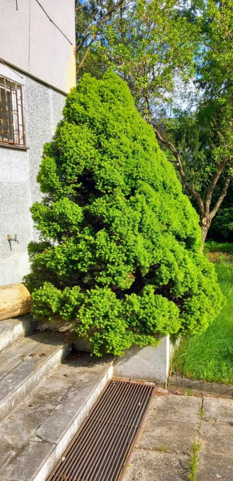 dom wolnostojący, 5 pokoi Otwock Świder, ul. Pogodna. Zdjęcie 23