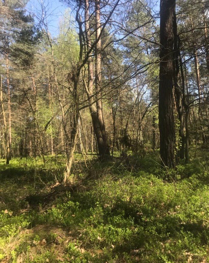 Działka leśna Przełaj Czepiecki