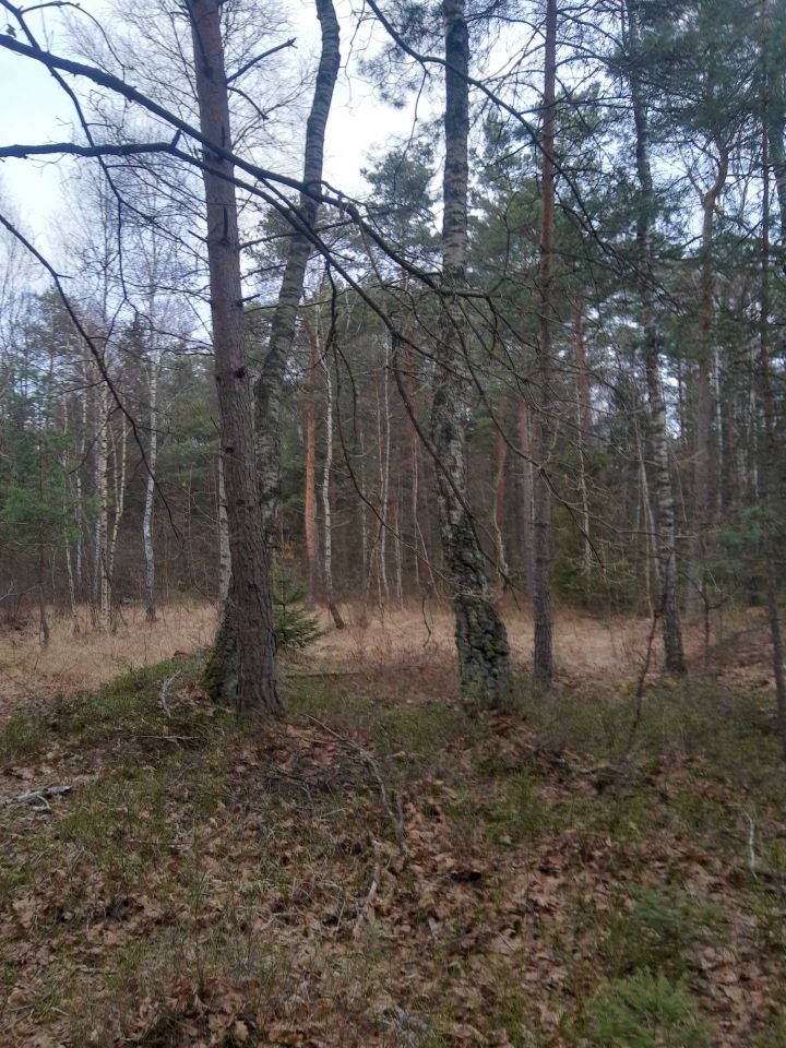 Działka leśna Ciężkowice. Zdjęcie 4