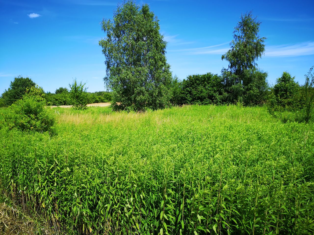 Działka rolna Mirowice. Zdjęcie 4