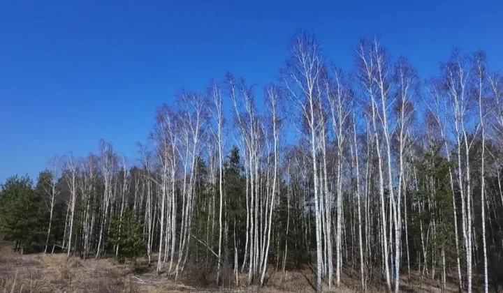 Działka budowlana Brok Zamoście, ul. Zamoście