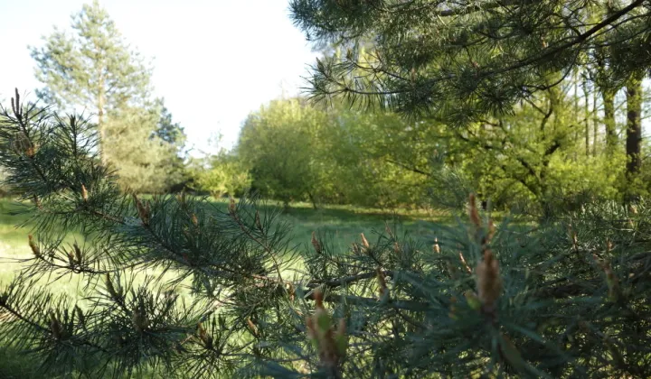 Działka budowlana Nekielka, ul. Kwiatowa