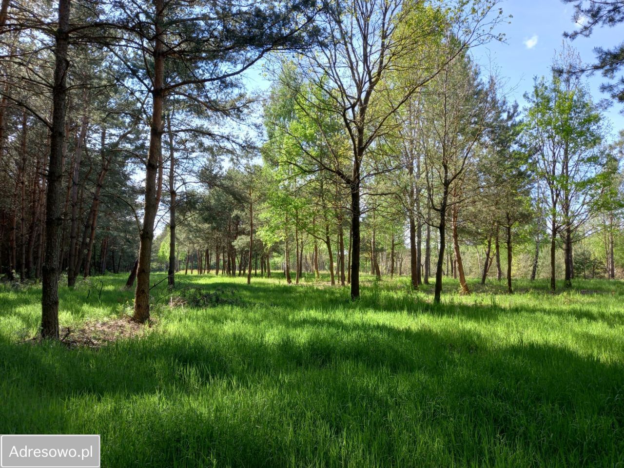 Działka budowlana Kępiaste. Zdjęcie 10