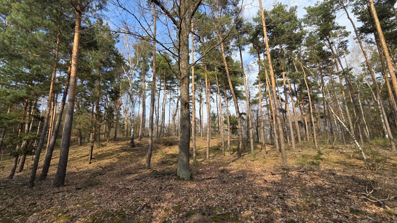 Działka leśna Borek Lipiński. Zdjęcie 3