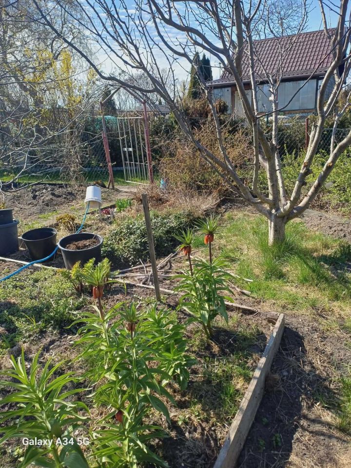 Działka rod Gdańsk Stogi, ul. Ugory. Zdjęcie 7