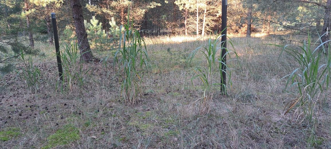 Działka budowlana Klempicz. Zdjęcie 8