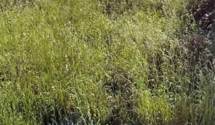 Działka inwestycyjna Rydzewo