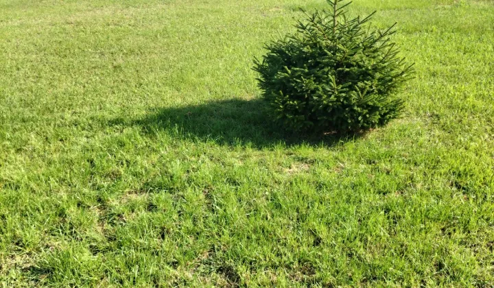 Działka rolna Żarnowo