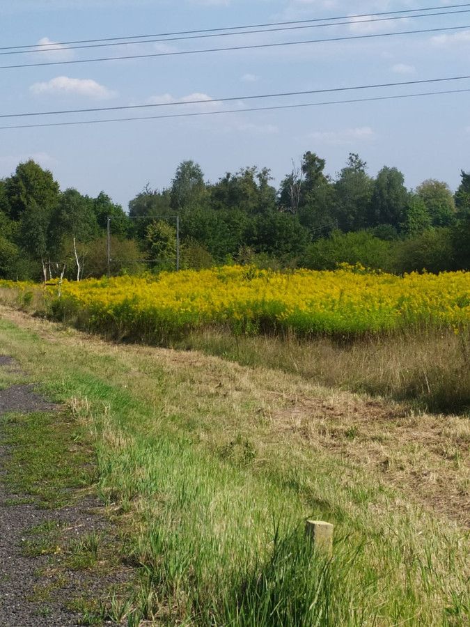 Działka rolna Podlejki. Zdjęcie 3