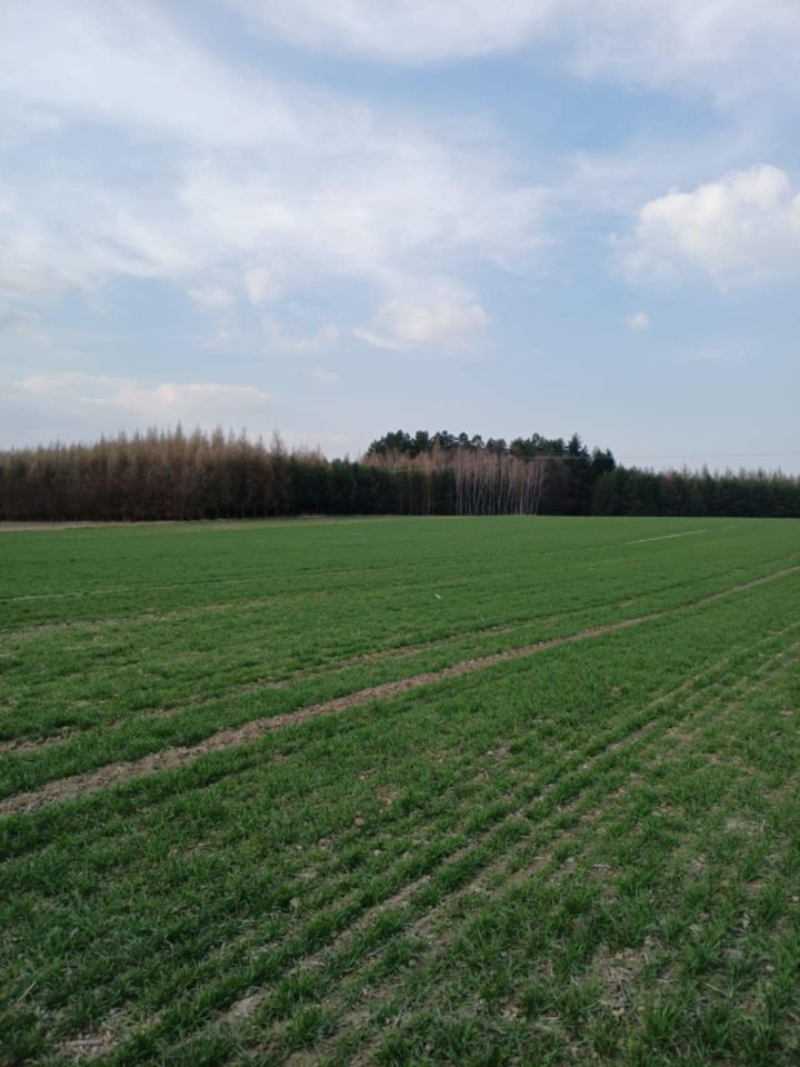 Działka budowlana Jeziernia Zagrządki, ul. Zagrządki. Zdjęcie 3